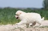 CHIEN FINNOIS DE LAPONIE 603
